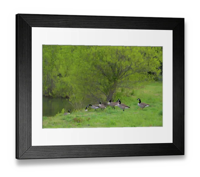 Framed Print : USA, New Jersey, Pine Barrens National Preserve. Canada geese and tree next to pond. ©Jay O'Brien  /  Jaynes Gallery  /  DanitaDelimont.com