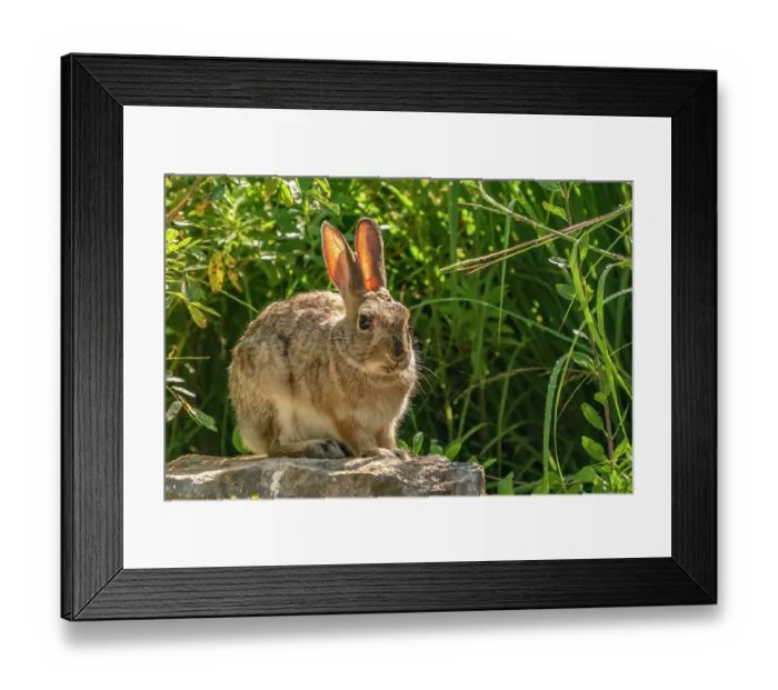 Framed Print : USA, New Mexico. Cottontail rabbit close-up Framed Print : USA, New Mexico. Cottontail rabbit close-up