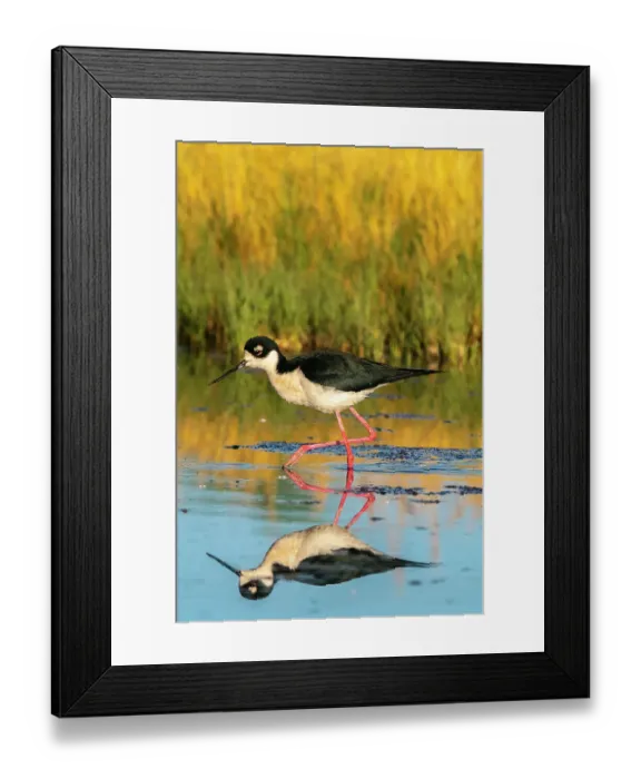 Framed Print : USA, New Mexico. Black-necked stilt reflects in water. ©Cathy & Gordon Illg / Jaynes Gallery / DanitaDelimont.com Framed Print : USA, New Mexico. Black-necked stilt reflects in water. ©Cathy & Gordon Illg / Jaynes Gallery / DanitaDelimont.com