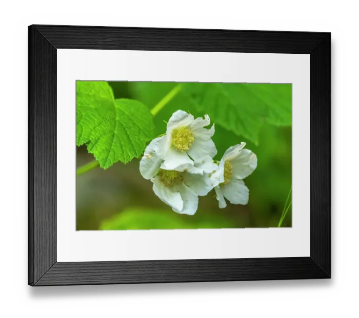 Framed Print : USA, New Mexico, Sangre de Christo Mountains. Close-up of thimbleberry blossoms Framed Print : USA, New Mexico, Sangre de Christo Mountains. Close-up of thimbleberry blossoms
