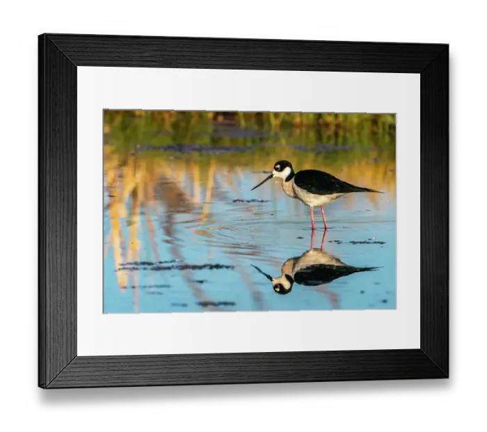 Framed Print : USA, New Mexico. Black-necked stilt reflects in water. ©Cathy & Gordon Illg  /  Jaynes Gallery  /  DanitaDelimont.com