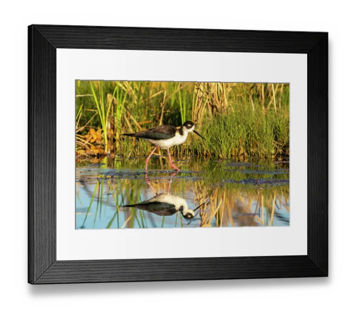 Framed Print : USA, New Mexico. Black-necked stilt reflects in water. ©Cathy & Gordon Illg / Jaynes Gallery / DanitaDelimont.com Framed Print : USA, New Mexico. Black-necked stilt reflects in water. ©Cathy & Gordon Illg / Jaynes Gallery / DanitaDelimont.com