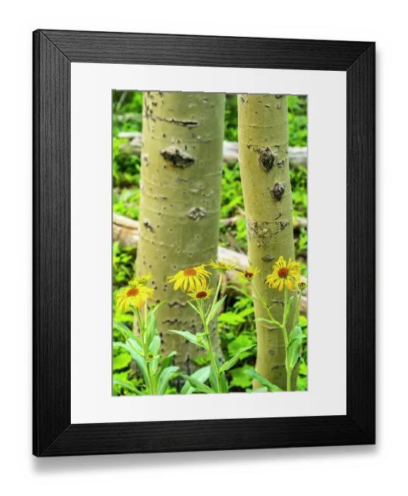 Framed Print : USA, New Mexico, Sangre de Christo Mountains. Close-up of aspen tree and wildflowers Framed Print : USA, New Mexico, Sangre de Christo Mountains. Close-up of aspen tree and wildflowers