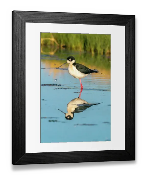 Framed Print : USA, New Mexico. Black-necked stilt reflects in water. ©Cathy & Gordon Illg  /  Jaynes Gallery  /  DanitaDelimont.com