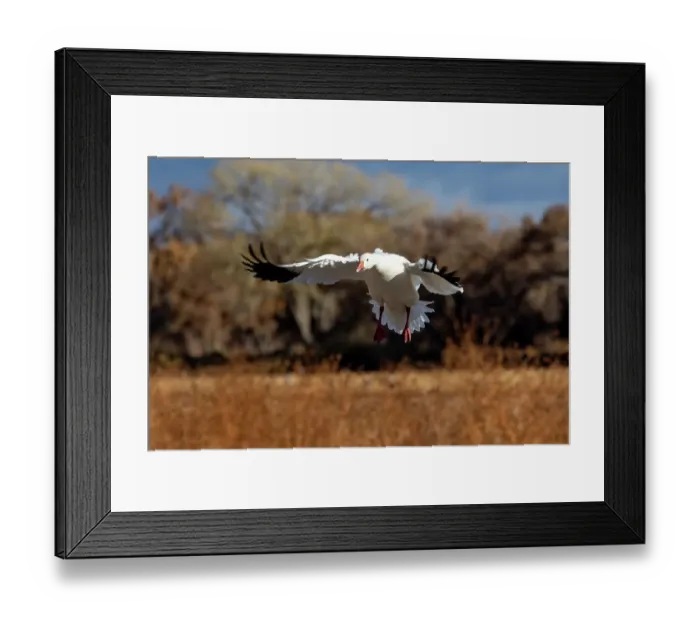 Framed Print : USA, New Mexico. Bosque Del Apache National Wildlife Refuge, snow geese flying Framed Print : USA, New Mexico. Bosque Del Apache National Wildlife Refuge, snow geese flying
