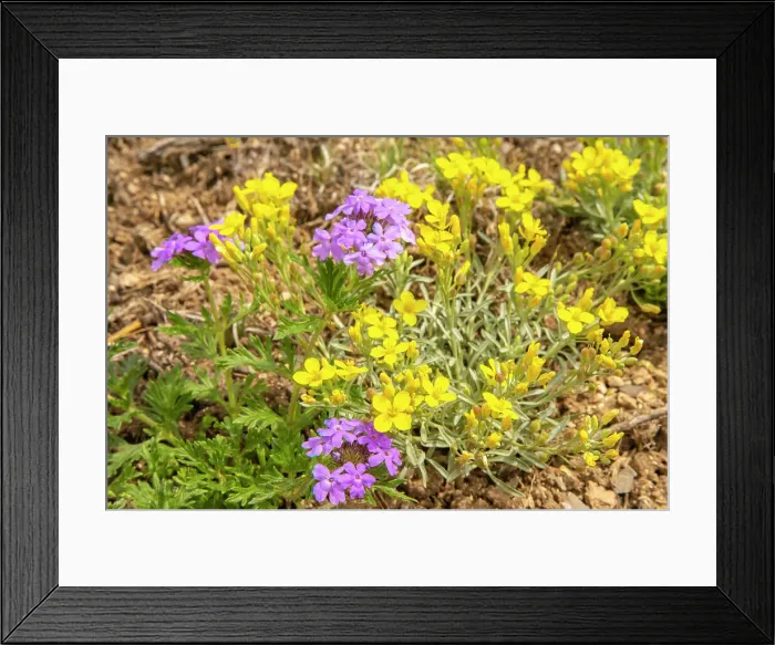 Framed Print : USA, New Mexico, Sandia Mountains. Blooming bladderpod and verbena flowers. ©Cathy & Gordon Illg  /  Jaynes Gallery  /  DanitaDelimont.com
