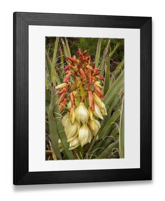 Framed Print : USA, New Mexico, Sandia Mountains. Yucca flowers starting to bloom. ©Cathy & Gordon Illg / Jaynes Gallery / DanitaDelimont.com Framed Print : USA, New Mexico, Sandia Mountains. Yucca flowers starting to bloom. ©Cathy & Gordon Illg / Jaynes Gallery / DanitaDelimont.com