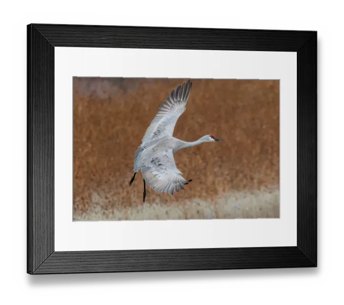 Framed Print : USA, New Mexico. Bosque Del Apache National Wildlife Refuge, sandhill crane in flight coming in for a landing
