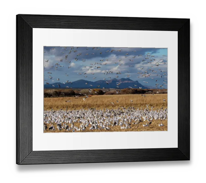 Framed Print : USA, New Mexico. Bosque Del Apache National Wildlife Refuge, snow geese flying