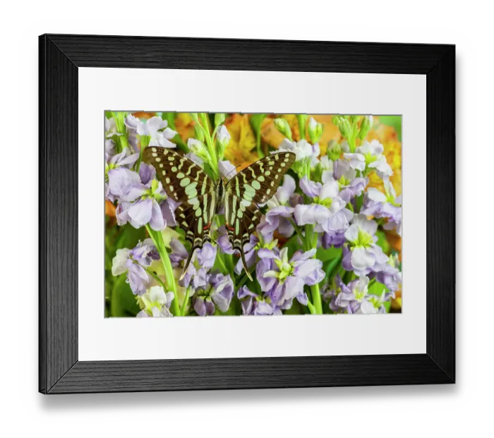 Framed Print : USA, Washington State, Sammamish. Tropical swallowtail butterfly large striped, graphium antheus on flowering lavender stock Framed Print : USA, Washington State, Sammamish. Tropical swallowtail butterfly large striped, graphium antheus on flowering lavender stock