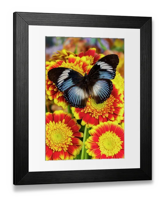 Framed Print : USA, Washington State, Sammamish. Tropical butterfly on red and yellow gerber daisy Framed Print : USA, Washington State, Sammamish. Tropical butterfly on red and yellow gerber daisy