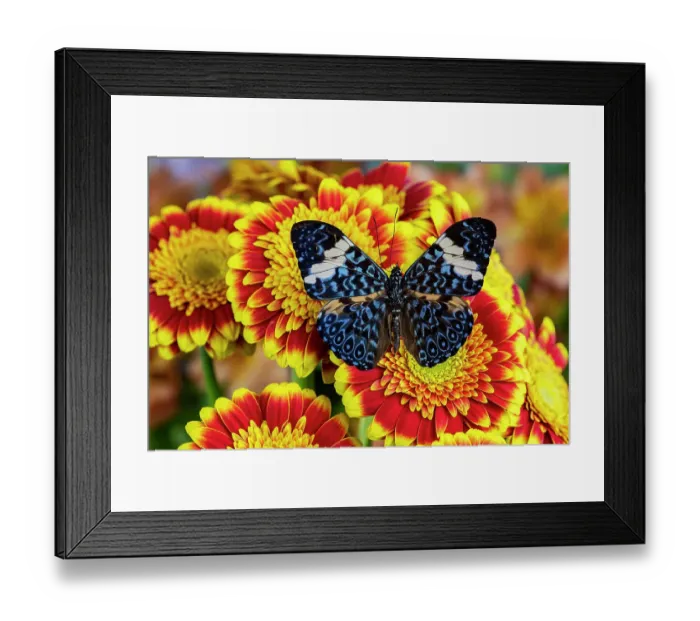 Framed Print : USA, Washington State, Sammamish. Tropical butterfly the cracker buttery, wings out on red and yellow gerber daisy Framed Print : USA, Washington State, Sammamish. Tropical butterfly the cracker buttery, wings out on red and yellow gerber daisy