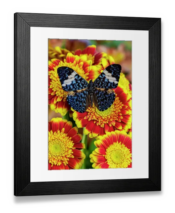 Framed Print : USA, Washington State, Sammamish. Tropical butterfly the cracker buttery, wings out on red and yellow gerber daisy Framed Print : USA, Washington State, Sammamish. Tropical butterfly the cracker buttery, wings out on red and yellow gerber daisy