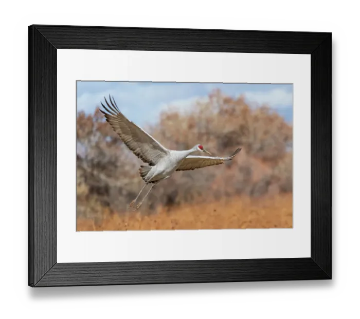Framed Print : USA, New Mexico. Bosque Del Apache National Wildlife Refuge, sandhill crane in flight coming in for a landing Framed Print : USA, New Mexico. Bosque Del Apache National Wildlife Refuge, sandhill crane in flight coming in for a landing