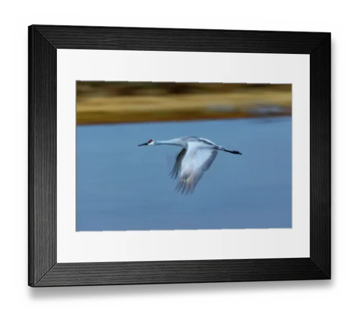 Framed Print : USA, New Mexico. Bosque Del Apache National Wildlife Refuge, sandhill crane in flight Framed Print : USA, New Mexico. Bosque Del Apache National Wildlife Refuge, sandhill crane in flight