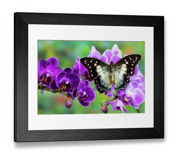 Framed Print : USA, Washington State, Sammamish. Tropical butterfly the Leafwing butterfly Polyura cognatus on purple orchids