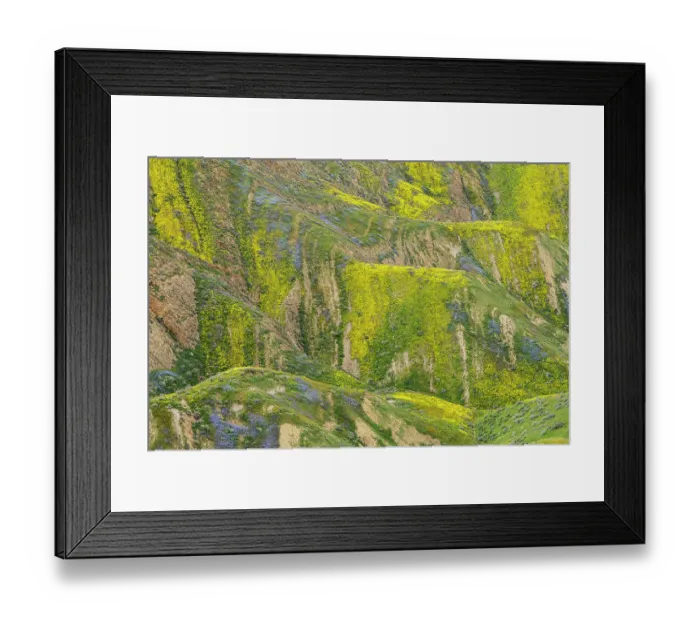 Framed Print : USA, California, Carrizo Plain National Monument. Spring wildflowers on undulating mountain formations. ©Don Grall  /  Jaynes Gallery  /  DanitaDelimont.com