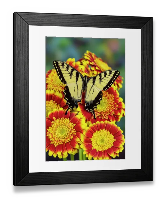 Framed Print : USA, Washington State, Sammamish. Male eastern tiger swallowtail butterfly, Papilio, on red and yellow gerber daisy