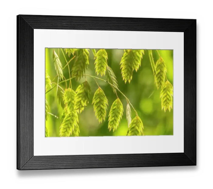Framed Print : USA, New Mexico, ABQ BioPark Botanic Garden. Close-up of grasses