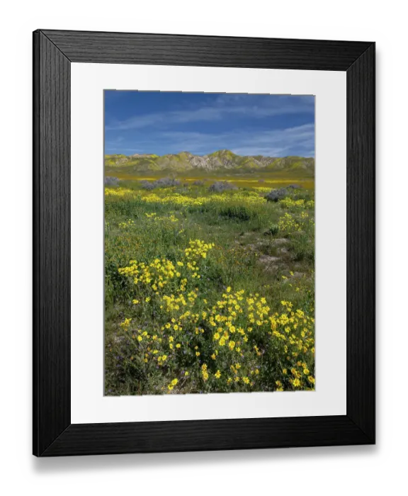 Framed Print : Huge fields of wildflowers cover the Carrizo Plains during a spring super bloom