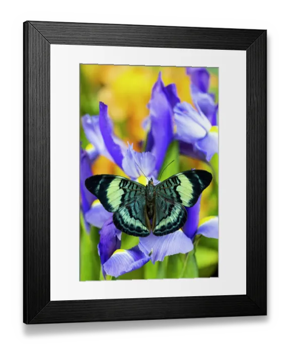 Framed Print : USA, Washington State, Sammamish. Tropical butterfly Panacea prola on blue Dutch iris Framed Print : USA, Washington State, Sammamish. Tropical butterfly Panacea prola on blue Dutch iris