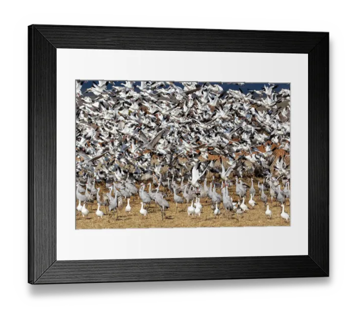 Framed Print : USA, New Mexico. Bosque Del Apache National Wildlife Refuge, sandhill crane and snow geese flying