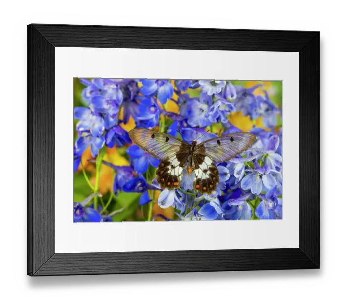 Framed Print : USA, Washington State, Sammamish. Big greasy. Also known as the clearwing butterfly on blue delphinium flowers Framed Print : USA, Washington State, Sammamish. Big greasy. Also known as the clearwing butterfly on blue delphinium flowers