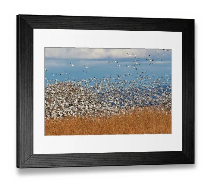 Framed Print : USA, New Mexico. Bosque Del Apache National Wildlife Refuge, snow geese flying Framed Print : USA, New Mexico. Bosque Del Apache National Wildlife Refuge, snow geese flying