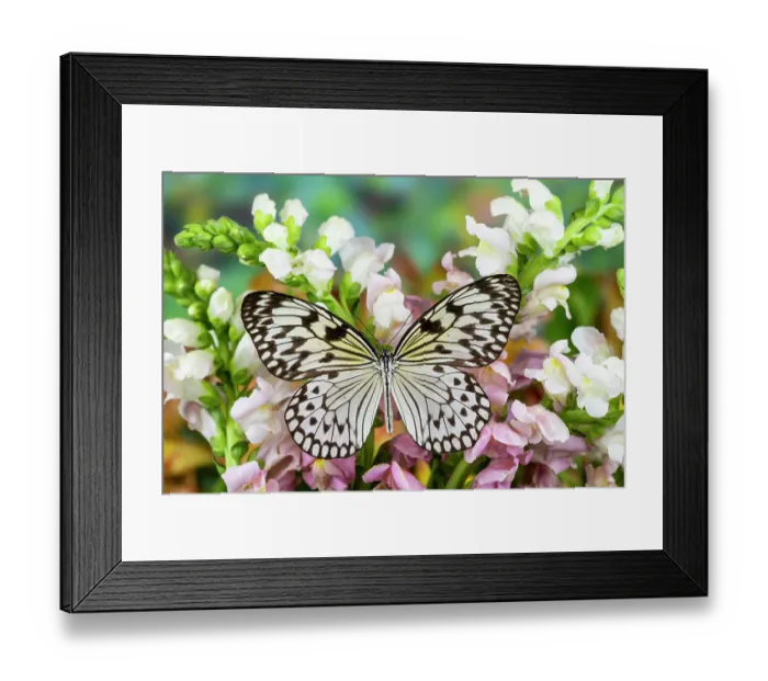 Framed Print : USA, Washington State, Sammamish. Butterfly, tropical butterfly the Paper Kite, Black and white resting on pink and white snapdragons Framed Print : USA, Washington State, Sammamish. Butterfly, tropical butterfly the Paper Kite, Black and white resting on pink and white snapdragons