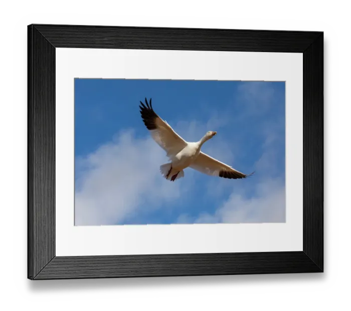 Framed Print : USA, New Mexico. Bosque Del Apache National Wildlife Refuge, snow geese flying. (PR)