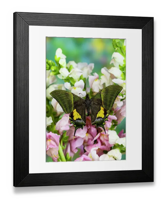 Framed Print : USA, Washington State, Sammamish. Emperor of India butterfly on flowering Pink and White snapdragon Framed Print : USA, Washington State, Sammamish. Emperor of India butterfly on flowering Pink and White snapdragon