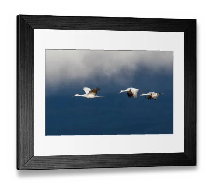 Framed Print : USA, New Mexico. Bosque Del Apache National Wildlife Refuge, sandhill crane in flight Framed Print : USA, New Mexico. Bosque Del Apache National Wildlife Refuge, sandhill crane in flight