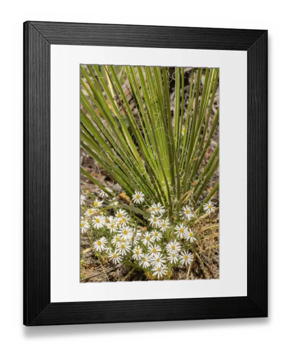 Framed Print : USA, New Mexico, Sandia Mountains. Yucca plant and blooming asters. ©Cathy & Gordon Illg / Jaynes Gallery / DanitaDelimont.com Framed Print : USA, New Mexico, Sandia Mountains. Yucca plant and blooming asters. ©Cathy & Gordon Illg / Jaynes Gallery / DanitaDelimont.com