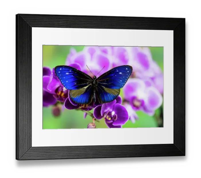 Framed Print : USA, Washington State, Sammamish. Tropical butterfly the Striped blue Crow on orchid Framed Print : USA, Washington State, Sammamish. Tropical butterfly the Striped blue Crow on orchid