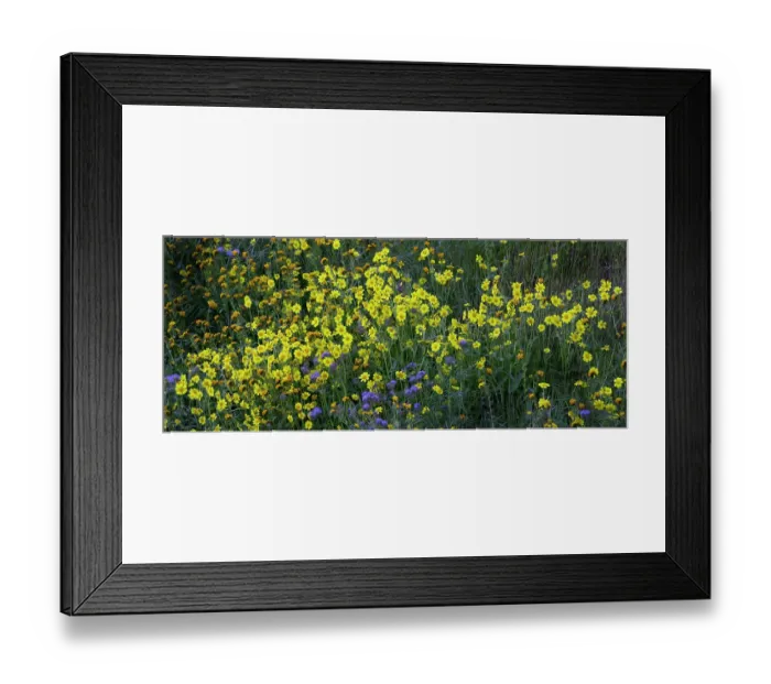 Framed Print : Bright wildflowers cover the hillsides of the California Coast Range in spring