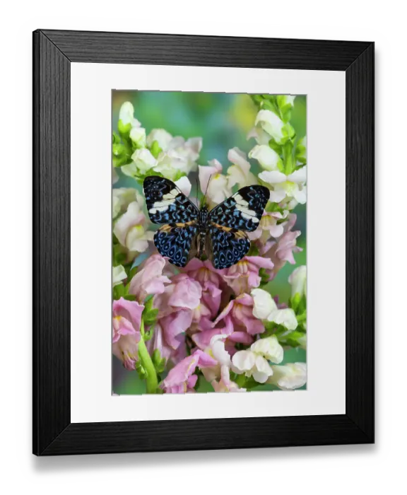 Framed Print : USA, Washington State, Sammamish. Tropical butterfly the cracker buttery, wings out on pink and white snapdragons Framed Print : USA, Washington State, Sammamish. Tropical butterfly the cracker buttery, wings out on pink and white snapdragons