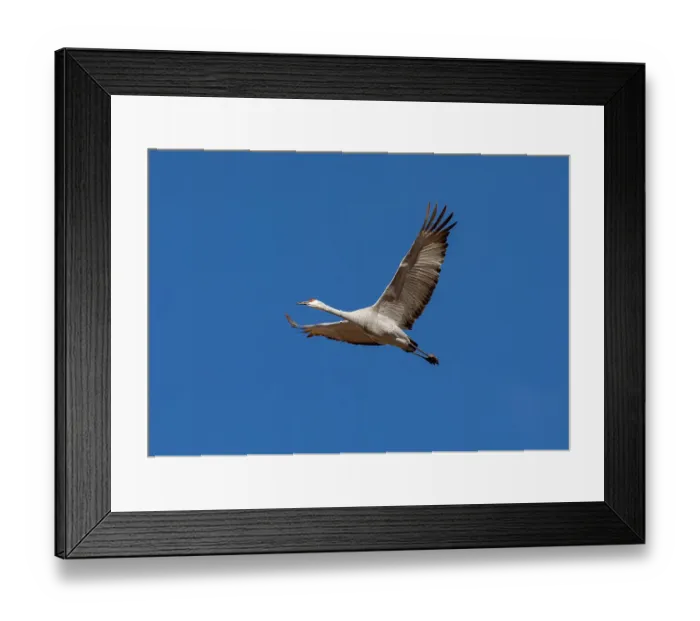 Framed Print : USA, New Mexico. Bosque Del Apache National Wildlife Refuge, sandhill crane in flight Framed Print : USA, New Mexico. Bosque Del Apache National Wildlife Refuge, sandhill crane in flight