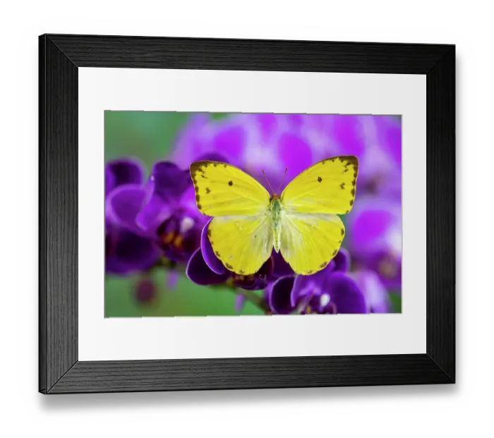 Framed Print : USA, Washington State, Sammamish. Little butterfly on purple orchid