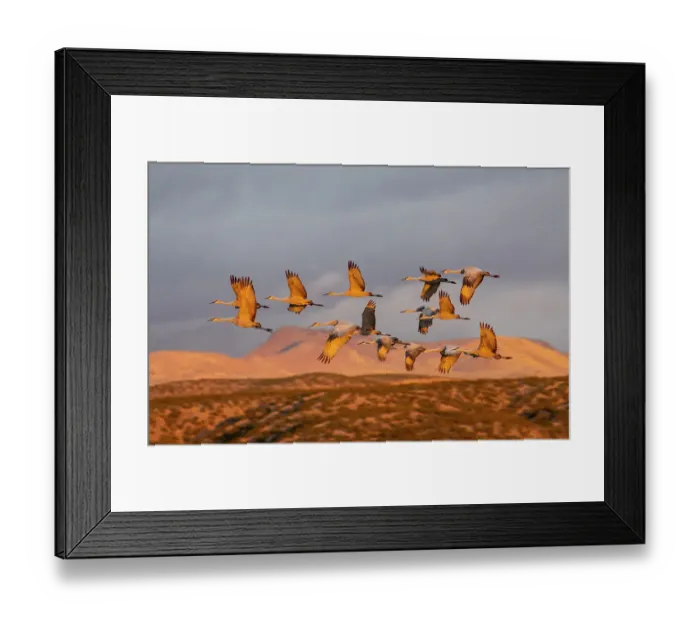 Framed Print : USA, New Mexico. Bosque Del Apache National Wildlife Refuge, sandhill crane in flight Framed Print : USA, New Mexico. Bosque Del Apache National Wildlife Refuge, sandhill crane in flight