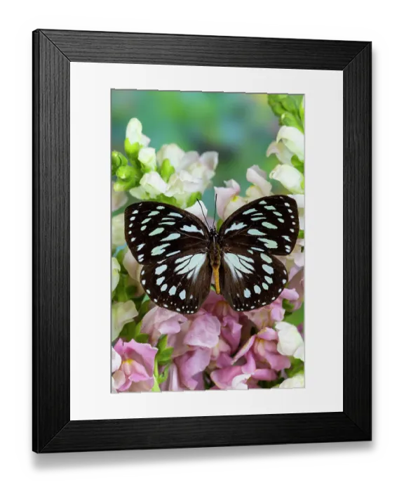Framed Print : USA, Washington State, Sammamish. Tropical forest queen butterfly on white and pink snapdragon flowers