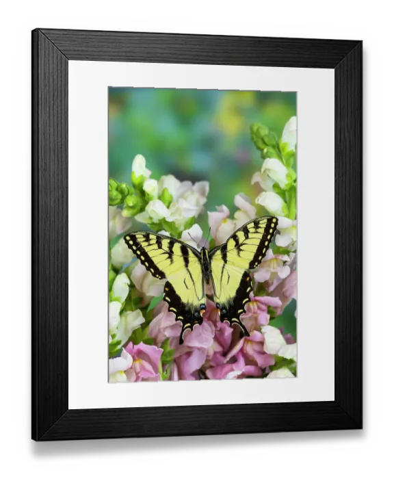 Framed Print : USA, Washington State, Sammamish. Eastern tiger swallowtail, male