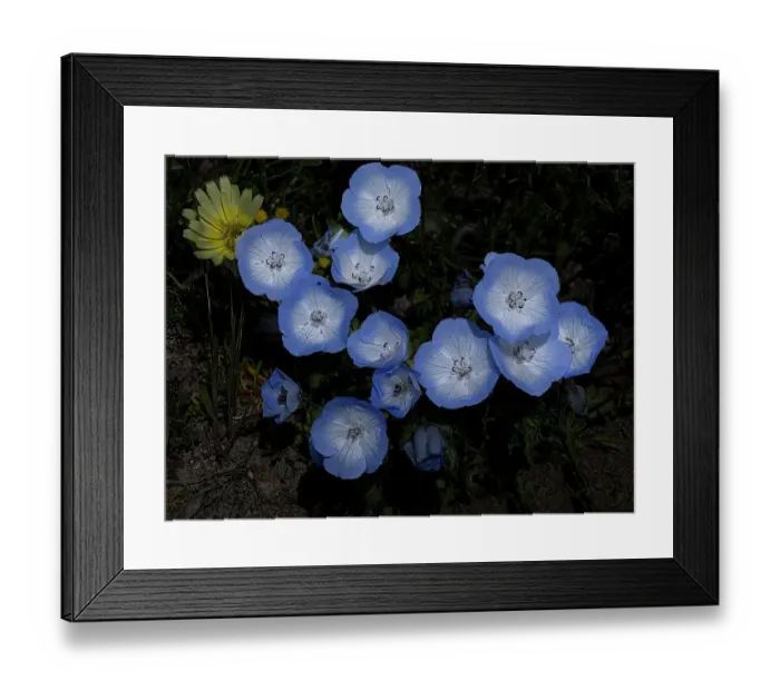 Framed Print : Baby blue eyes wildflowers Framed Print : Baby blue eyes wildflowers