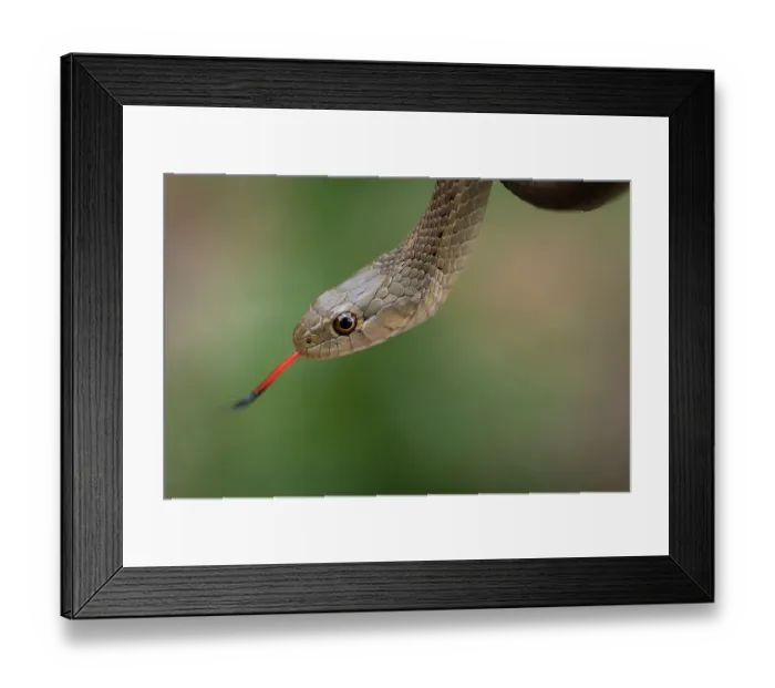Framed Print : Wandering garter snake, Thamnophis elegans vagrans, Lincoln National Forest, New Mexico Framed Print : Wandering garter snake, Thamnophis elegans vagrans, Lincoln National Forest, New Mexico