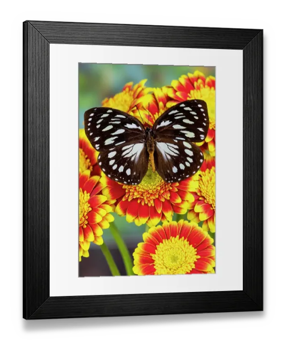 Framed Print : USA, Washington State, Sammamish. Forest queen butterfly on gerber daisy Framed Print : USA, Washington State, Sammamish. Forest queen butterfly on gerber daisy