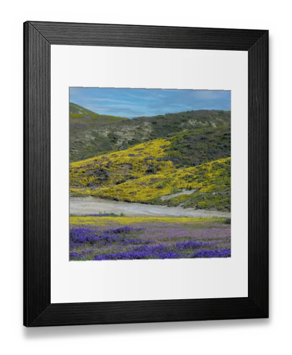 Framed Print : Medley of wildflowers covers the hillside in the Carrizo Plains Framed Print : Medley of wildflowers covers the hillside in the Carrizo Plains