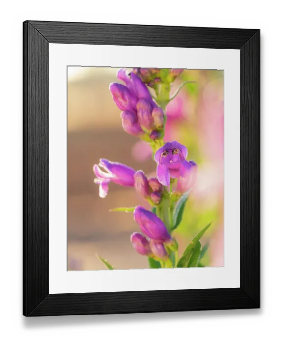 Framed Print : Rocky Mountain beardtongue, Rocky Mountain penstemon, backyard gardens, New Mexico