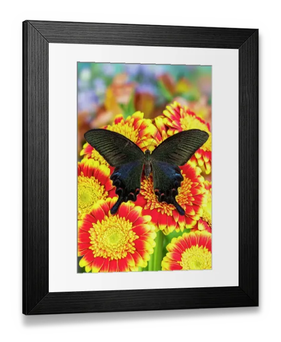 Framed Print : USA, Washington State, Sammamish. Swallowtail butterfly on lavender flowering red and yellow gerber daisy Framed Print : USA, Washington State, Sammamish. Swallowtail butterfly on lavender flowering red and yellow gerber daisy