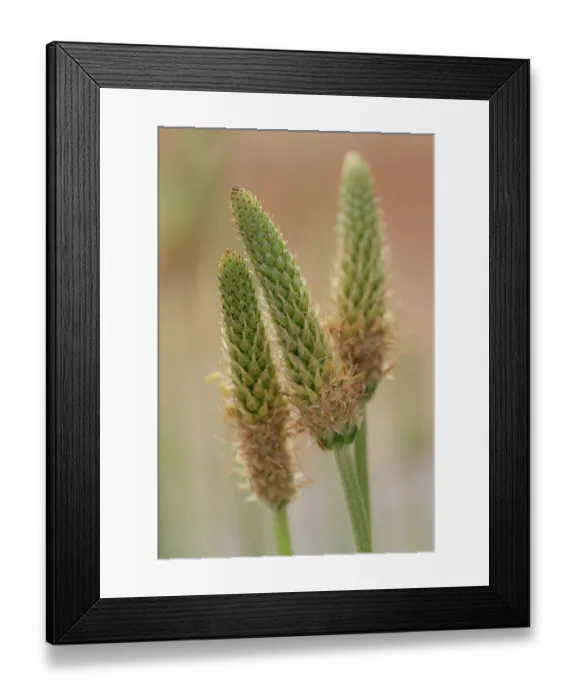 Framed Print : Narrow-leaved plantain husks, Plantago lanceolata, New Mexico
