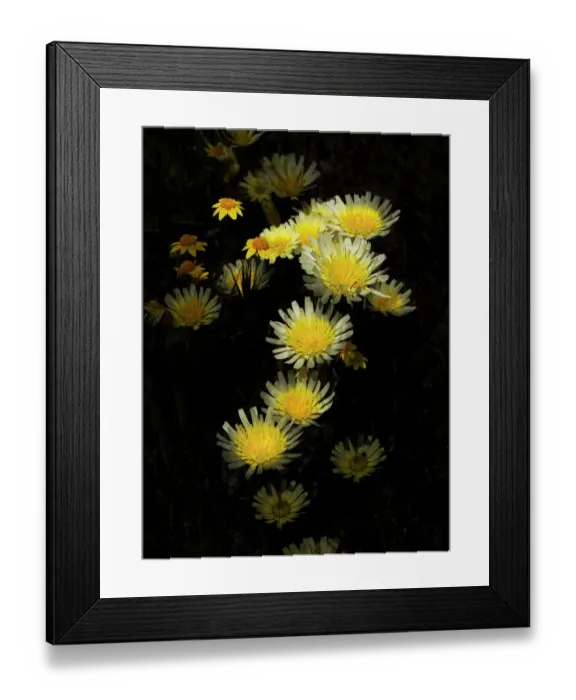 Framed Print : Dandelions