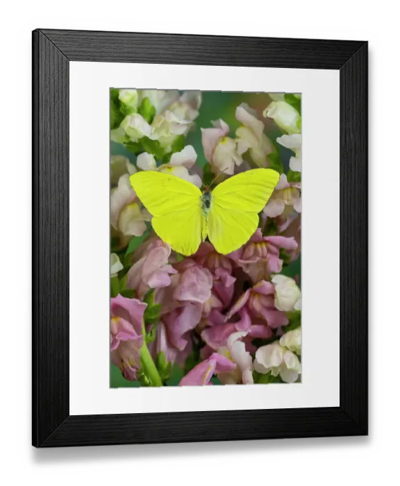 Framed Print : USA, Washington State, Sammamish. Sulfur butterfly on pink and white snapdragons Framed Print : USA, Washington State, Sammamish. Sulfur butterfly on pink and white snapdragons